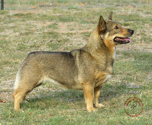 Swedish Vallhund 9R015D-320.JPG